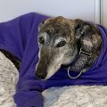 a grey and black dog in a blue jumper lies on a mattress